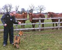 Kato and horses - Puppy Diary: Raising a working dog 2014